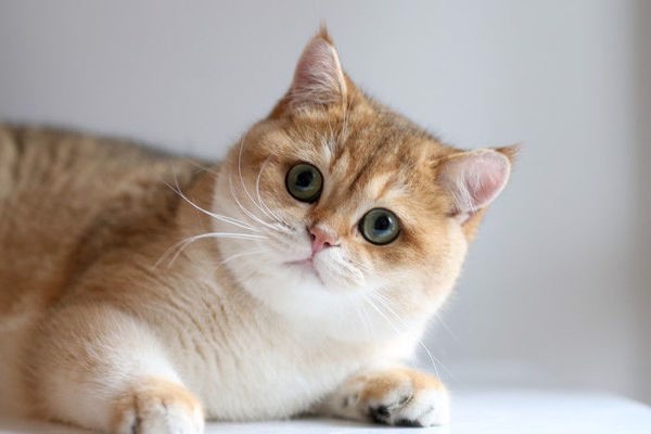 Giá Mèo Anh Lông Ngắn: Bảng Cập Nhật Mới Nhất 2021 | Tùng Lộc Pet