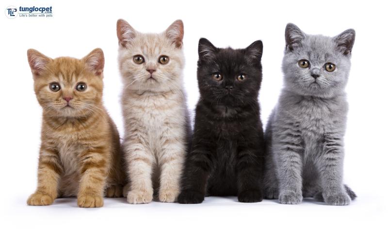 Mèo Anh Lông Ngắn Có Những Màu Lông Nào? | Tùng Lộc Pet
