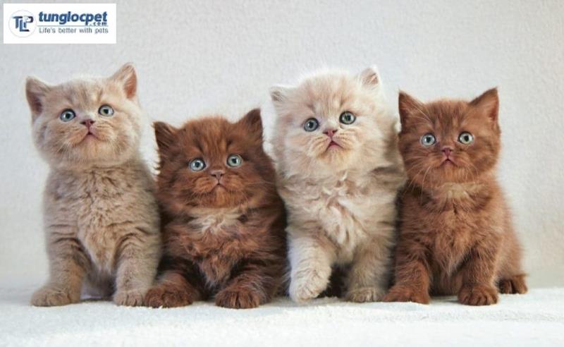 Những chú mèo Anh lông ngắn giá sinh viên thường có giá từ 500 đến 3 triệu đồng