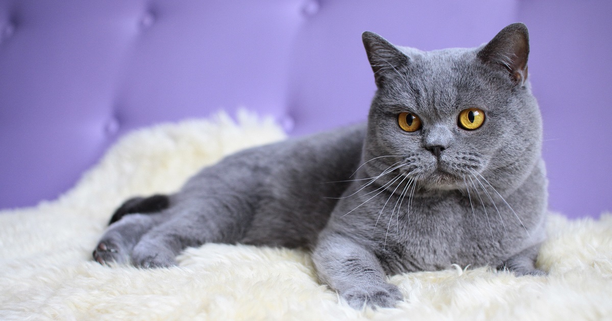 Mèo Anh Lông Ngắn Lai Và Cách Nhận Biết | Tùng Lộc Pet