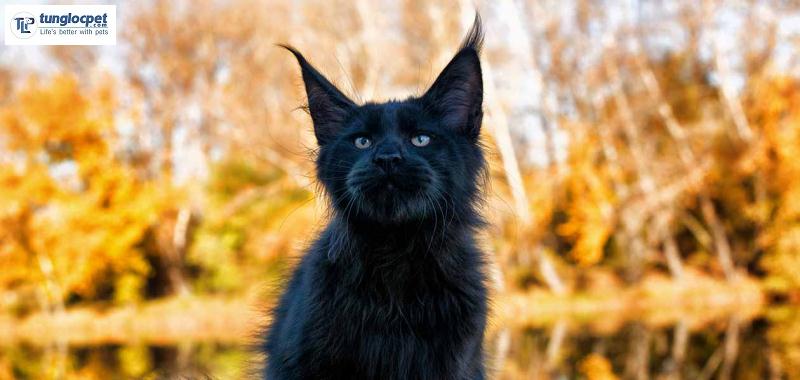 Màu đen mèo mỹ lông dài