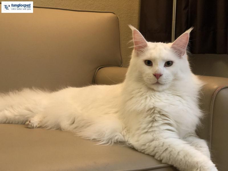 Những chú mèo mỹ lông dài màu trắng trông giống như thiên thần