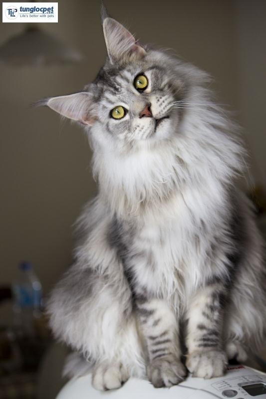 màu bạc mèo mỹ lông dài