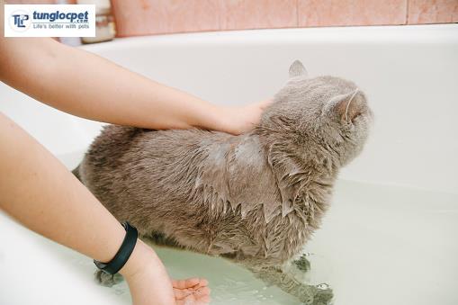 Khi tắm hãy nhớ để mèo Anh lông ngắn 2 tháng tuổi làm quen với nước từ từ nhé