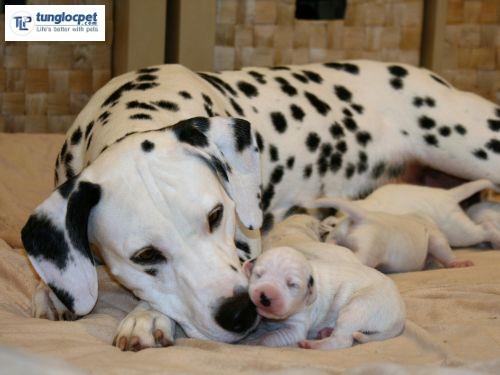 Khi mới sinh, chó đốm Dalamtian có màu trắng tinh