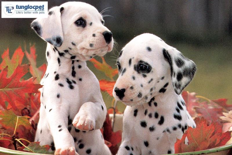 Đây là màu phổ biến nhất ở chó đốm Dalmatian