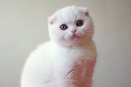 Mèo Tai Cụp Lông Ngắn Có Những Màu Lông Nào? | Tùng Lộc Pet
