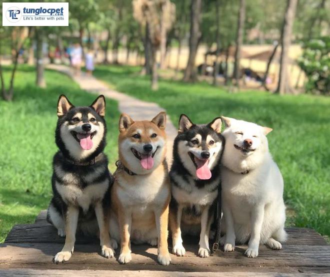 Chú chó Shiba Inu nổi tiếng vì luôn phá hỏng ảnh chụp nhóm | Tùng Lộc Pet